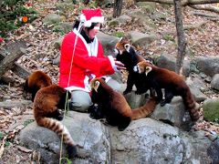 Xmasレッサーパンダ紀行【４】　多摩動物公園　クリスマス・イブ　レッサーパンダとサンタさん