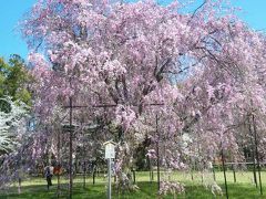 京都人おすすめの賀茂川・上賀茂神社の桜