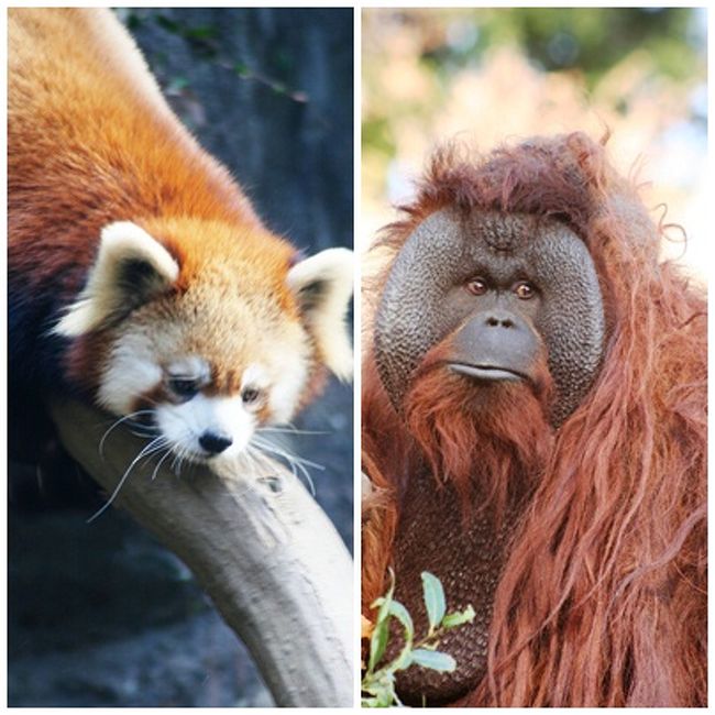 外国から来られた友人を案内して「多摩動物園」と「上野動物園」へ出かけて来ました。動物園へは子供の頃に何度も訪れていますが、この30年以上は訪れたことがありません。<br /><br />子供向けのようなところに行くのは少々面倒だなぁと思いにましたが、いざ出掛けてみると子供以上に楽しめるところであり、様々な動物を見ていると、人間社会の一端を見るようなところがあり、大いに興味を覚えました。<br /><br />今回はまず「多摩動物園」です。小田急線新百合ヶ丘駅から多摩線に乗り、多摩センターまで行きます。さらにここで多摩都市モノレールに乗り換えて、多摩動物公園駅で降ります。すると駅前からすぐのところにに動物園があります。