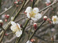 初春の京都 しょうざん庭園の梅