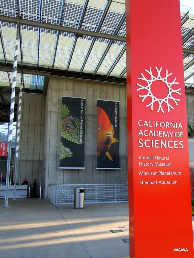 帰国前日、シリコンバレーでランチミーティングの後が空いたので、昼過ぎになってから建築家レンゾ・ピアノの設計により３年前にリニューアルオープンしたカリフォルニア科学アカデミー（California Academy of Sciences）を見学してきました。<br /><br />この博物館は、自然博物館、水族館（約900種38000匹の水圏生物）、プラネタリウム（モリソン式プラネタリウムとして世界最大とか）、亜熱帯温室や研究所がひとつの建物に集められているので見応えがあります。また、太陽光を積極的に採光や発電に採り入れるなど、今風のエコ建築自体も大変興味深いものがありました。しかし今回は13:50到着〜15:15退館と、たった1時間半の滞在でしたので駆け足どころかプラネタリウムに至っては何処にあるのかすら見ずじまいとなっていまいました。実際には半日以上のスケジュールを組んで見学されることをお勧めします。<br /><br /><br />【開館時間】<br />　月曜日〜土曜日　AM9：30〜PM5：00<br />　日曜日　AM11：00〜PM5：00 <br /><br />【入場料金】<br />　大人29.95ドル / 65歳以上＆12〜17歳、学生24.95ドル <br />　4〜11歳19.95ドル / 3歳以下無料 <br />　（ホリディーなどは5ドル程の追加、Web事前購入は追加料金なし）<br /><br />【住所】<br />　55 Music Concourse Dr., San Francisco, CA 94118<br />　（55ミュージック・コンコース・ドライブ）<br /><br />【最寄り駅】<br />　9番アベニュー＆アーヴィング通り駅(9th Ave &amp; Irving St）　 <br />