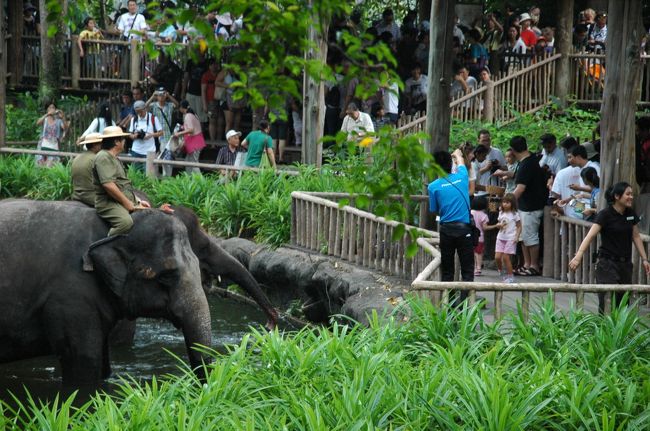 シンガポール動物園内にて。<br /><br />色々なショーが催されているようですが。<br />これは是非とも見ておきたいと思ったのが<br /><br />■Elephants at Work &amp; Play<br />http://www.zoo.com.sg/l3_t1.aspx?l3=31&amp;l2=32&amp;l1=5&amp;langid=1<br /><br /><br />どんなもんだろうとホームページを見て<br />日本語翻訳ボタンをクリックしてみたところ････<br /><br /><br />「その作業のゾウの間に信じられないほどの結合を明らかにする。」<br /><br />「感動の楽しみのために固執するようにしてください！」<br /><br /><br />いやぁ。ゲラゲラ笑ったけど。<br />実際にショーを見たあとでは、なかなかに含蓄のある翻訳です。<br /><br /><br />もし、シンガポール動物園に行かれる機会があったなら。<br />ぞうさんのショーには是非とも感動の楽しみのために固執するようにしてください！（爆）<br /><br />