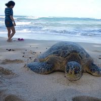 HAWAII　in　X'mas　母子旅行　 ワイキキサンドビラ泊＆毎日ドライブ　2011