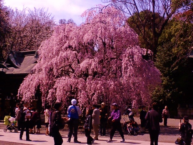 東京は桜が満開だという知らせを聞き、日帰りで旅に出ました。 <br /><br />東京に住んでいたこともありますし、地元に戻ってからも中心部へは何度も訪れる機会がありましたが、都心から少し離れた西部地方はあまり行ったことがありません。 <br /><br />日帰りとは言っても、大事な予定があるため夕方までには戻らなければならず、目的地は一か所に絞らなければなりません。 <br /><br />そこで今回は、府中にある大國魂神社への参拝を目標にしました。