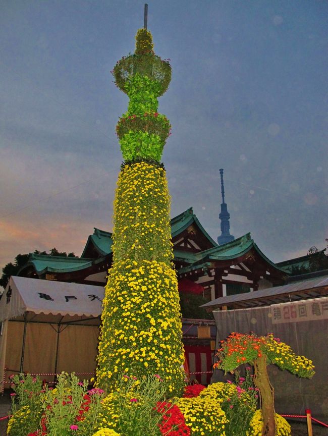 菊まつり<br />菅公は、梅と共に菊の花を好まれ、数々の和歌を詠まれております。<br />16歳の時に詠まれた「残菊詩」から、天神社では菅公をしのび、宮中で行われていた和歌・連歌などを詠む“残菊の宴”を催しておりました。<br />近年は、本殿の正面を取り囲むように菊を展示して菅公をお慰めすると共に参拝の方々にも鑑賞していただいております。<br />*(残菊とは旧暦の重陽の節句(9月9日)以降の菊を意味する)<br />平成23年度 菊まつり日程:10月23日(日)〜11月20日(日) <br /> 本殿の正面を取り囲むように菊を展示して菅公をお慰めすると共に参拝の方々にも鑑賞していただいております。 (下記より引用)<br /><br />亀戸天神社については・・<br />http://www.kameidotenjin.or.jp/<br /><br />菊まつりについては・・<br />http://www.youtube.com/watch?v=Tyig_VOz-20<br /><br />