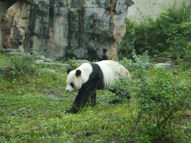 台湾３日目。<br />台湾観光といえば九分などが有名ですが、古い街並みの散策は子供たちが飽きること必至・・・。楽しめそうなところを考え、パンダもいる「台北市動物園」に行くことにしました。