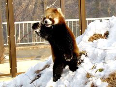 新春レッサーパンダ紀行　長野市茶臼山動物園　あけましておめでとう！！茶臼山パンダは雪の中でも元気元気！！
