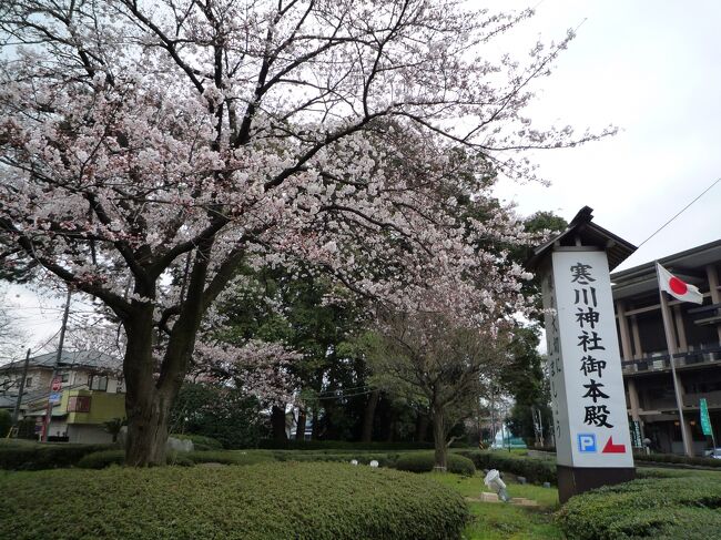 桜の季節なので、日帰りで神奈川へ花見に行きました。 <br /><br />今年の春は寒暖の差が激しく、昨日汗ばむ陽気だと思えば、今日は凍えるような寒さになってしまう。 <br /><br />そんな中、桜の満開の時期を予想して日程を組みましたが、残念ながら寒波が押し寄せたことで開花は遅れてしまいました。 <br /><br />去年・一昨年は東京を花見して歩いたので、今年はもう少し遠く神奈川まで足を延ばしてみました。