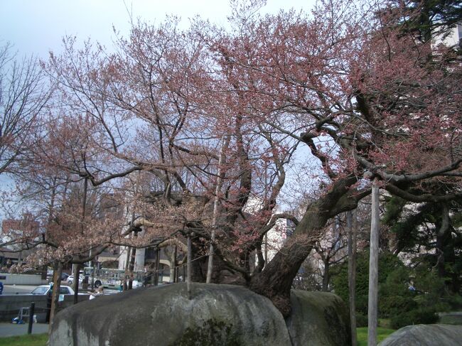 北東北へ桜を見に行くことにしました。 <br /><br />本当ならこの時期に桜が満開となっているはずの盛岡を目的地としていましたが、今年は温暖化の影響どこへやらの寒い春となってしまったため、どのくらい咲いているか少し心配です。