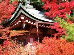 京都錦秋-1　山科の毘沙門堂を訪ねて　☆「そうだ京都、行こう」誘われて