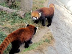 王子動物園　レッサーパンダ紀行　【２０１２年上半期】　（５月２７日更新）