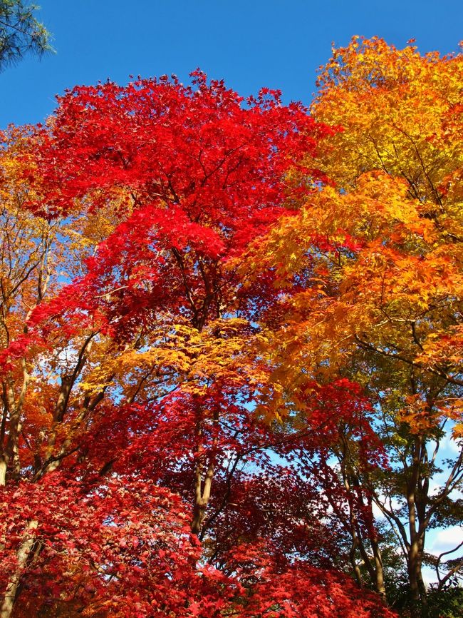 嵯峨野（さがの）は、京都府京都市右京区の地名。太秦・宇多野の西、桂川の北、小倉山の東、愛宕山麓の南に囲まれた付近に広がる広い地域の名称で、単に「嵯峨（さが）」と呼称される事もある。ただし、観光地としての「嵯峨（野）」は嵐山から小倉山に沿った社寺の立ち並ぶ地域を指す。<br /><br />江戸時代初頭の1606年（慶長11年）に角倉了以が保津川を改修して大堰川を開いた。嵯峨は丹波と京都をつなぐ水運の要地となり、木材などを扱う問屋などが並ぶようになった。1923年（大正12年）に嵯峨町となって、1931年（昭和6年）に京都市に編入された。<br />（フリー百科事典『ウィキペディア（Wikipedia）』より引用）<br /><br />嵐山（あらしやま）公園<br />京都市右京区嵯峨及び西京区嵐山にある風致公園、京都府営嵐山公園。「亀山地区」・「中ノ島地区」・「臨泉寺地区」の3地区に分かれており、亀山地区は「亀山公園」とも通称される。<br /><br />嵐山公園（風致公園）<br />春はサクラ、秋はモミジの名所として、古くは平安時代から絶好の景勝地として親しまれてきた嵐山。間近に望む緑の山肌と川の流れ、渡月橋の優美な姿が調和した景観は、いまも全国の人々に愛されています。<br />（　http://www.pref.kyoto.jp/koen-annai/ara.html　より引用）<br /><br />嵐山・嵯峨野の観光については・・<br />http://www.kyotokanko.co.jp/sagano.html<br /><br />嵯峨野観光鉄道については・・<br />http://www.sagano-kanko.co.jp/<br />