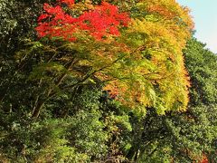 京都錦秋10　大堰川の舟遊び　もみじ狩り優雅に　☆夫婦二人の屋形船で