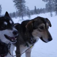 フィンランドで念願の犬ぞりを体験し、感動してきました！