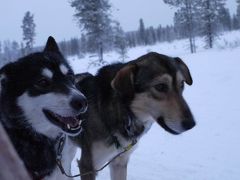 フィンランドで念願の犬ぞりを体験し、感動してきました！