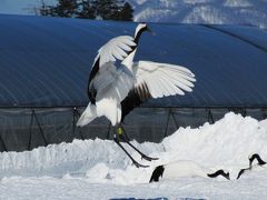 雪の中の妖精　丹頂鶴