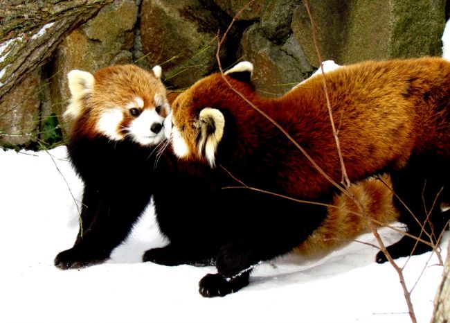 ”雪”と”レッサーパンダ”をテーマにした今回の旅ですが、この２つをテーマとするならば、やはりこの動物園は外すことが出来ません・・・札幌市円山動物園です。<br />と言うのも、もちろん以前から”雪”と”レッサーパンダ”のコラボを楽しめる動物園はありましたが、２００７年に円山動物園に初めてのレッサーパンダであるココちゃんが来園して以来、更に２００９年にココちゃんの娘であるリリィちゃんとライラちゃんが誕生して以来、&quot;雪”と”レッサーパンダ”の取り合わせが一段と輝きを増したように感じるのです。<br />それくらい雪の中のこの家族は活き活きとし、凛としています。<br />そんな幸せ家族に会いに行きました。<br /><br /><br />これまでのレッサーパンダ旅行記です、よろしければご覧ください。<br />＜国内＞<br />【釧路市動物園】http://4travel.jp/traveler/jillluka/album/10635634/<br />【旭川市旭山動物園】http://4travel.jp/traveler/jillluka/album/10460306/<br />【札幌市円山動物園】１回目→http://4travel.jp/traveler/jillluka/album/10462039/　２回目→http://4travel.jp/traveler/jillluka/album/10636238<br />【秋田市大森山動物園】http://4travel.jp/traveler/jillluka/album/10635559<br />【仙台市八木山動物園】http://4travel.jp/traveler/jillluka/album/10562923/<br />【日立市かみね動物園】http://4travel.jp/traveler/jillluka/album/10562630/<br />【群馬サファリパーク】http://4travel.jp/traveler/jillluka/album/10633140<br />【埼玉県こども動物自然公園】http://4travel.jp/traveler/jillluka/album/10620567/<br />【東武動物公園】http://4travel.jp/traveler/jillluka/album/10620554/<br />【さいたま市大崎公園】http://4travel.jp/traveler/jillluka/album/10619554/<br />【千葉市動物公園】１回目→http://4travel.jp/traveler/jillluka/album/10428642/ ２回目→http://4travel.jp/traveler/jillluka/album/10513557/ ３回目→http://4travel.jp/traveler/jillluka/album/10596417/<br />【市川市動植物園】１回目→http://4travel.jp/traveler/jillluka/album/10488760/ ２回目→http://4travel.jp/traveler/jillluka/album/10514076/　３回目→http://4travel.jp/traveler/jillluka/album/10596621/<br />【市原ぞうの国】http://4travel.jp/traveler/jillluka/album/10596395/<br />【Sayuri World】http://4travel.jp/traveler/jillluka/album/10596395/<br />【上野動物園】http://4travel.jp/traveler/jillluka/album/10582546/<br />【江戸川区自然動物園】１回目→http://4travel.jp/traveler/jillluka/album/10488744/ ２回目→http://4travel.jp/traveler/jillluka/album/10588127/<br />【多摩動物公園】http://4travel.jp/traveler/jillluka/album/10631244<br />【羽村市動物公園】http://4travel.jp/traveler/jillluka/album/10573769/<br />【東京都大島公園】http://4travel.jp/traveler/jillluka/album/10533763/ <br />【川崎市夢見ヶ崎動物公園】１回目→http://4travel.jp/traveler/jillluka/album/10514397/　２回目→http://4travel.jp/traveler/jillluka/album/10630998<br />【横浜市野毛山動物園】１回目→http://4travel.jp/traveler/jillluka/album/10533390/　２回目→http://4travel.jp/traveler/jillluka/album/10631179<br />【よこはま動物園ズーラシア】http://4travel.jp/traveler/jillluka/album/10631071/<br />【甲府市遊亀公園附属動物園】http://4travel.jp/traveler/jillluka/album/10589585/<br />【長野市茶臼山動物園】１回目→http://4travel.jp/traveler/jillluka/album/10559177/ ２回目→http://4travel.jp/traveler/jillluka/album/10589294/ ３回目→http://4travel.jp/traveler/jillluka/album/10607660/　４回目→http://4travel.jp/traveler/jillluka/album/10633162/<br />【富山市ファミリーパーク】http://4travel.jp/traveler/jillluka/album/10581505/<br />【いしかわ動物園】１回目→http://4travel.jp/traveler/jillluka/album/10591912　２回目→http://4travel.jp/traveler/jillluka/album/10620926/<br />【鯖江市西山動物園】１回目→http://4travel.jp/traveler/jillluka/album/10454820/ ２回目→http://4travel.jp/traveler/jillluka/album/10591903/　３回目→http://4travel.jp/traveler/jillluka/album/10620990<br />【熱川バナナワニ園】http://4travel.jp/traveler/jillluka/album/10453132/<br />【三島市立楽寿園】http://4travel.jp/traveler/jillluka/album/10452173/<br />【静岡市立日本平動物園】http://4travel.jp/traveler/jillluka/album/10600537<br />【浜松市動物園】１回目→http://4travel.jp/traveler/jillluka/album/10600554　２回目→http://4travel.jp/traveler/jillluka/album/10628179<br />【南紀白浜アドベンチャーワールド】http://4travel.jp/traveler/jillluka/album/10623456/<br />【京都市動物園】１回目→http://4travel.jp/traveler/jillluka/album/10431630/　２回目→http://4travel.jp/traveler/jillluka/album/10616453/<br />【天王寺動物園】1回目→http://4travel.jp/traveler/jillluka/album/10433741/　２回目→http://4travel.jp/traveler/jillluka/album/10623479<br />【ひらかたパーク】http://4travel.jp/traveler/jillluka/album/10410564/<br />【みさき公園】http://4travel.jp/traveler/jillluka/album/10615178/<br />【神戸市立王子動物園】１回目→http://4travel.jp/traveler/jillluka/album/10440677/ ２回目→http://4travel.jp/traveler/jillluka/album/10609757<br />【姫路市立動物園】１回目→http://4travel.jp/traveler/jillluka/album/10504355/　２回目→http://4travel.jp/traveler/jillluka/album/10605407<br />【姫路セントラルパーク】１回目→http://4travel.jp/traveler/jillluka/album/10605407　２回目→http://4travel.jp/traveler/jillluka/album/10622714<br />【池田動物園】http://4travel.jp/traveler/jillluka/album/10597526/<br />【周南市徳山動物園】１回目→http://4travel.jp/traveler/jillluka/album/10595007 ２回目→http://4travel.jp/traveler/jillluka/album/10597519/　３回目→http://4travel.jp/traveler/jillluka/album/10618060/<br />【秋吉台自然動物公園サファリランド】http://4travel.jp/traveler/jillluka/album/10618075<br />【とくしま動物園】http://4travel.jp/traveler/jillluka/album/10622696<br />【到津の森公園】http://4travel.jp/traveler/jillluka/album/10624596<br />【福岡市動物園】１回目→http://4travel.jp/traveler/jillluka/album/10414431/　２回目→http://4travel.jp/traveler/jillluka/album/10624615<br />【大牟田市動物園】１回目→http://4travel.jp/traveler/jillluka/album/10519919/　２回目→http://4travel.jp/traveler/jillluka/album/10602752/<br />【長崎バイオパーク】http://4travel.jp/traveler/jillluka/album/10603219/<br />【西海国立公園　九十九島動植物園】http://4travel.jp/traveler/jillluka/album/10603244<br />【宮崎市フェニックス自然動物園】http://4travel.jp/traveler/jillluka/album/10556121/<br />【鹿児島市平川動物公園】１回目→http://4travel.jp/traveler/jillluka/album/10556406/　２回目→http://4travel.jp/traveler/jillluka/album/10624630<br /><br />【移動動物園】アピタ伊那店→http://4travel.jp/traveler/jillluka/album/10607151/<br /><br />＜海外＞<br />【韓国・ソウル大公園】http://4travel.jp/traveler/jillluka/album/10531243