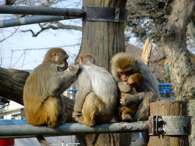 冬の少し暖かな日、電車とバスで吉祥寺へ出かけてきました。<br /><br />吉祥寺というと、子供の頃からよく行く街でした。<br />今でも買い物や公園散歩にと出かけます。<br /><br />おいしいお店もカフェもあるし、何より街がコンパクトなのがいいですね。<br /><br />今回は公園と動物園をゆっくりと回ってきました。