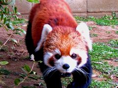 真冬のレッサーパンダ紀行【１】　市川市動植物園　キュートＮｏ．１　ソラちゃん　今年こそママになれればいいね！！