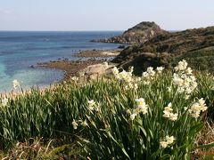 早春の　岬に香る　野水仙