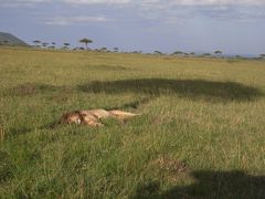ケニアで野生動物を見てきました！