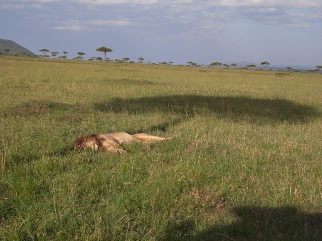 ついに憧れのケニアで野生動物を見てきました！<br />やはり群馬サファリパークなどとは全然違います！<br />これぞ！野生動物！！というくらい迫力が違いました！！<br />マサイマラでは、マサイ族にも会えました！！<br />もう毎日興奮しっぱなしでした！