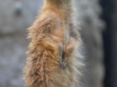 ふじのくに静岡ぐるり旅【13】～驚きと感動、そして夢を与える動物園～日本平動物園②