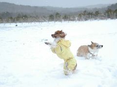 犬連れ雪遊び＆のんびり温泉＊レジーナの森・年越しキャンプ（1）