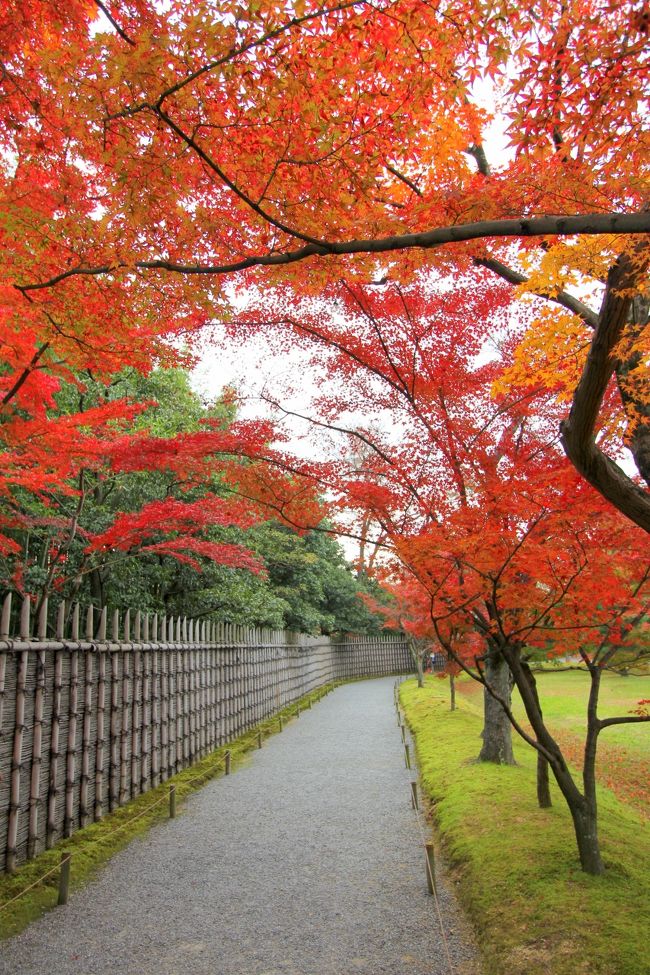 「泣きたくなるほど美しい」の桂離宮の秋景色です。<br />ただし，2011年の写真です。<br />アップするタイミングを逸して，そのままお蔵入り。<br />このまま眠らせておくのも勿体ないので，1年遅れでアップします。<br /><br />ちなみに，桂離宮の紅葉は，選ばれし者しか目にすることはできません(抽選です…)<br />2012年の申し込みはすでに満員です。<br />見たい方は来年チャレンジしてくださいね。<br />