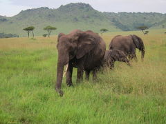 ケニア　ムパタサファリ②　ゾウの写真