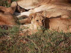ケニア　ムパタサファリ③　ライオンの写真