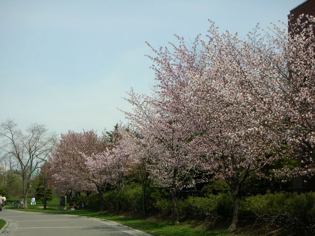 札幌の町中から一番近い桜の名所。のんびりゆったり歩きました。<br />中島公園は札幌市民の憩いの場です。