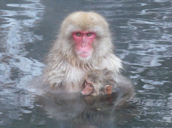 子供の頃からずっと見てみたかった地獄谷温泉の猿たち。<br />遠い記憶では一緒に温泉に浸かっていたような・・？<br />今回混浴は叶わなかったけど、素敵な宿に一泊して、<br />思う存分スノーモンキーを満喫しました！