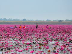 湖面一面に咲く、蓮の花を見物に行ってきましたぁ。