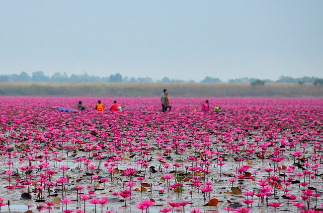 タイ政府観光庁（ＴＡＴ）が発行している、月刊国内旅行誌、オーソートーの２０１１年１０月号を立ち読みしたら、湖面のほぼ全体が、ピンクの蓮の花で覆われている湖の写真が載ってました。その時、直ぐに“この目で見てみたいぃ！”と思いました。その後、ネットで調べると、見頃は、１月半ば・・・とか。丁度、その頃は、“蓮の花満開祭り”みたいな催しもあるようでした。洪水も収まり、年が明け、絶好の行楽の季節、やっと行ってきました。ついでに足を延ばして、１年ほど前に出来たばかりの新しい県、ブンカン県に住む友人も、初めて訪ねる事にしましたぁ。