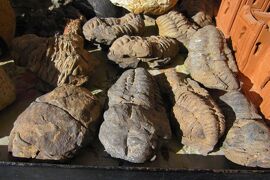 2012正月、モロッコ王国旅行記(17/49)：1月8日(3)：カスバ街道をエルフードへ、三葉虫・アンモナイト化石