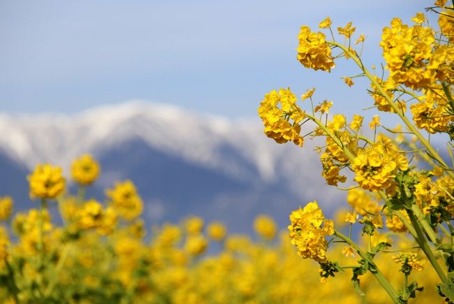 滋賀県守山市の第一なぎさ公園で，早咲きの菜の花である寒咲花菜(かんざきはなな)が見頃となりました。<br /><br />黄色い花と琵琶湖を挟んだ対岸の比良山系の白い冠雪が絶妙のコントラストをみせてくれました。