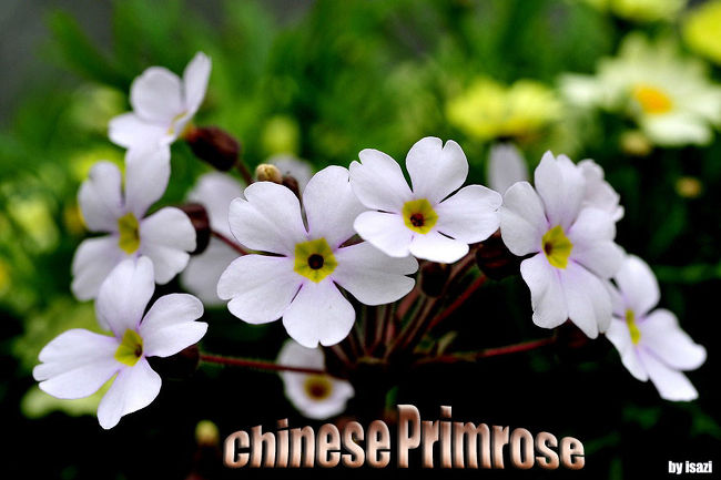 2012 新春の花フェスタ記念公園(1)から<br />http://4travel.jp/traveler/isazi/album/10636425/<br /><br />今回は、日本庭園にロウバイが咲き始めてと聞いて<br />2週間ぶりに花フェスタ公園に立ち寄りましたが<br />今にも雨が降りそうなのか、早春の寒さか、花が咲かないか、<br />今の時期は、観客がほとんど見受けられない・・・。<br /><br />花の少ない季節に咲く、ロウバイは・・うれしい花です。<br />ロウバイを追いかけるが期待外れで<br />園内を散策して、プリンセスホール雅で小雨が降り<br />急いで、花の地球館で前回同様に水仙を撮り<br />花の地球館フラワーショー「スプリング メドーショー」開催中<br /><br />帰るように、花トピアへ回り<br />ホールにて花づくりや花飾りを見て帰る。<br /><br /><br />http://4travel.jp/domestic/area/toukai/gifu/minokamo/kani/travelogue/?trip_year=&trip_theme=&trip_group=&sort=vote