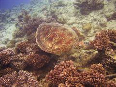 Cairns, Great Barrier Reef