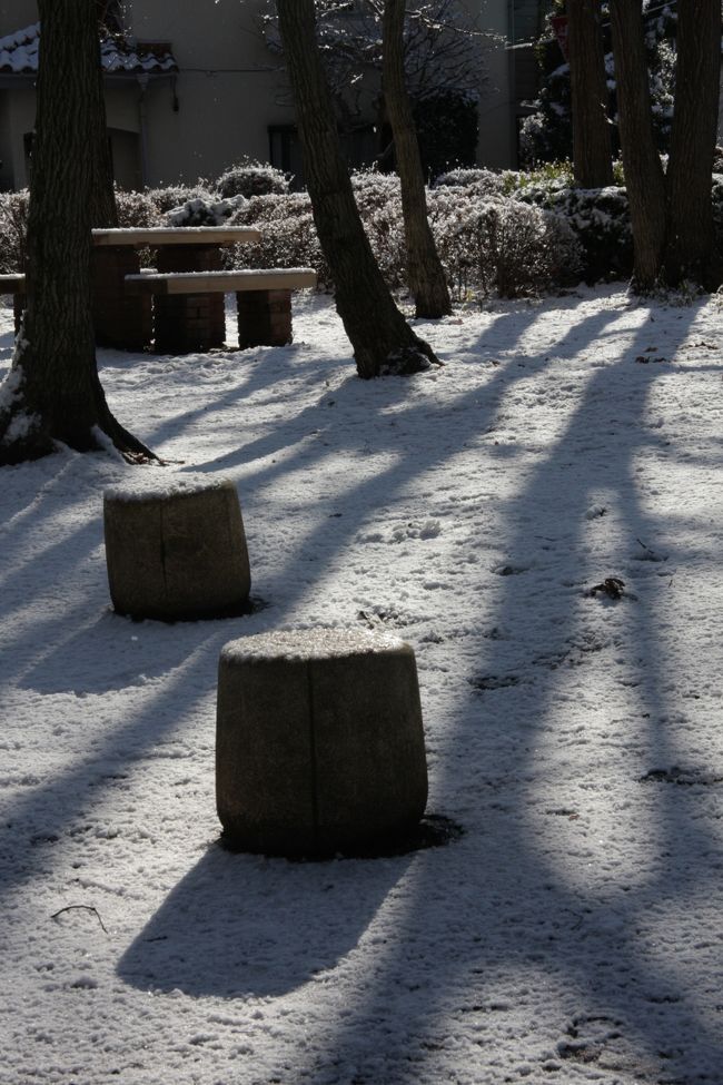 雪の明けた松岡公園の雑木林　2012.1.24<br /><br />白い雪の反射を抑え、ｺﾝﾄﾗｽﾄをつけるため逆光を選びました。<br /><br />先週からの天気の崩れの最終章は今シーズン初めての積雪でした。<br />昨夜降り始めた雪は明け方にはほとんど止み、久しぶりに青空を見ました。<br />寝室のカーテンを引き、隣の家の屋根を見ると軒端の瓦に積った雪の厚さで積雪5ｃｍと分かりました。ラジオで聴いた都内の積雪量と同じです。<br />遅めの朝食のあとカメラを用意して近くの松岡公園へ行ってみました。<br />年末・年始に落葉集めをした雑木林はうっすらと白いじゅうたんが敷かれ、年季の入ったナラの木が影を落としています。（表紙の写真）<br />天気のよい平日の午前中は近所の幼稚園の園児達のスズメの学校が賑やかな公園ですが、雪明けの朝はひっそりとして音無し空間です。<br /><br />周辺の住宅街は私が川越から移り住んでからの30歳ぐらいですが、<br />落ち着いた雰囲気は今もあまり変わりません。<br />春になると近くの砂川掘の枝垂れ桜を見物に訪れる人で少しは人通りがふえる程度です。<br /><br />この季節の旅行記を紹介します。<br />小さな旅　小手指・北野の節分・立春の花/ミニかまくら　2011 <br />http://4travel.jp/traveler/810766/album/10542814/<br />小手指の枝垂桜と春の花　2011　<br />http://4travel.jp/traveler/810766/album/10557803/<br /><br />撮影　CANON EOS40D EF-S17/85<br /><br />&lt;a href=&quot;http://blog.with2.net/link.php?1581210&quot;&gt;人気ブログランキングへ&lt;/a&gt;<br />