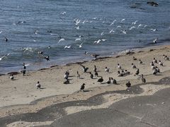 冬晴れの星越海岸から三谷の弘法さん、ラグーナのワンピース