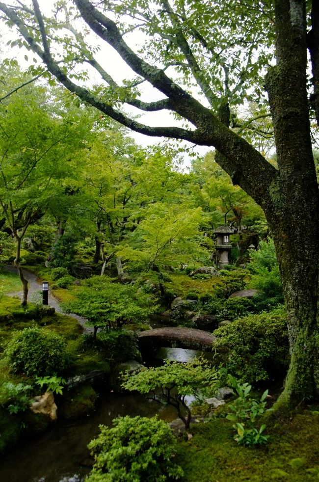 京の夏の旅文化財特別公開期間中の南禅寺大寧軒と並河靖之七宝記念館へ訪れてきた。<br />この日は出かける直前に結構な雨が降って来たので、思わず出るのをためらってしまったが、<br />友人Ｔちゃんと久々の約束でもあったのでそのまま決行することに。<br />京都に着いた頃にはほぼ雨も止んで、雨上がりのしっとりとした風情あるお庭を眺めることができてよかった！<br />