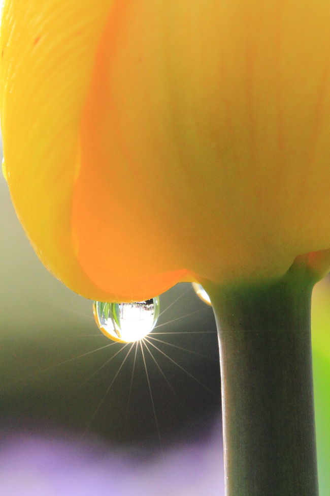 お正月以来のお出かけは滋賀県へ菜の花・チューリップを見に行って来ました。<br /><br />