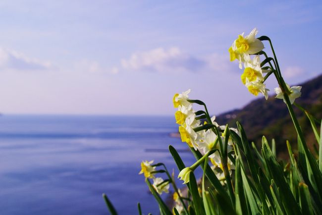 淡路島に水仙を見に行ってきました<br />ついでに他の花も見たいな〜と、あわじ花さじき・夢舞台にも行ってきました<br />
