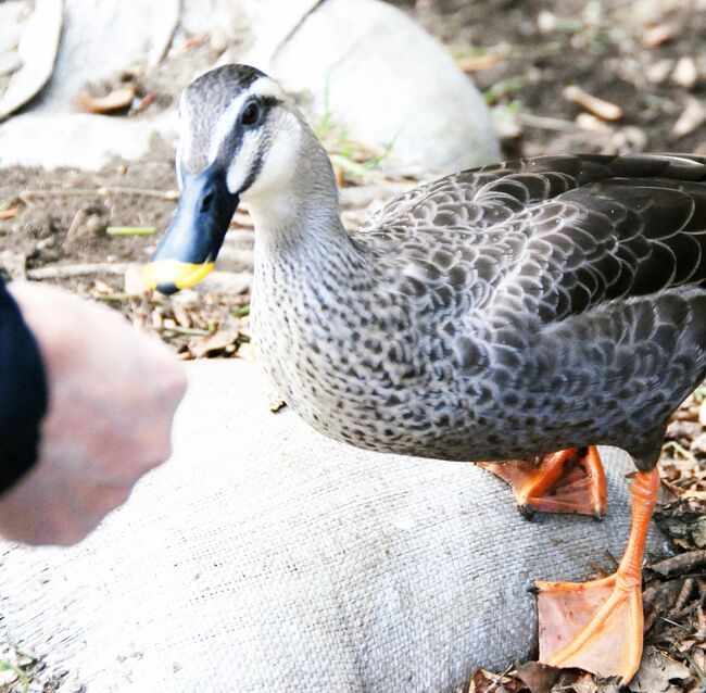 春がまちどおしいこの寒さ。<br />古い写真をひっぱりだしてしばし初夏の気分を味わってみませう。<br />野火止用水のとっておきの散歩道をどうぞ。<br /><br /><br />小平グリーンロードは<br />玉川上水と野火止用水とサイクリングロード（狭山・境緑道）<br />をつなぐ全長21ｋｍの素敵な散歩道。<br /><br />「美しい日本の歩きたくなる道５００選」のひとつです。<br /><br />小平市グリーンロード<br />https://www.city.kodaira.tokyo.jp/kurashi/060/060905.html<br /><br />★Japan　小平グリーンロードだけのサイトマップ<br />http://4travel.jp/traveler/tougarashibaba/album/10539883/ <br /><br />★Japan　～ミツバチばあやの冒険～　サイトマップ<br />http://4travel.jp/traveler/tougarashibaba/album/10453406/<br /><br />