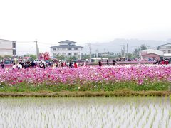 2012年1.25 【好客花開】2012美濃花海&橙蜜香蕃茄活動