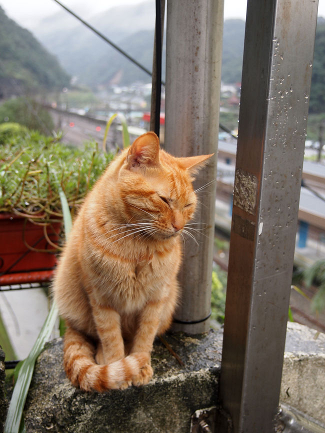 年末年始台湾一周の4 基隆（猫村）