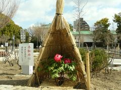 牡丹の花が春の近付きを知らせてくれています。