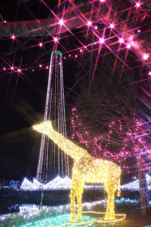 一眼レフで動物とイルミネーション撮影に挑戦！───冬の東武動物公園