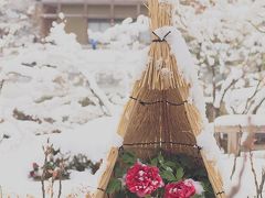 雪景色の徳川園　雪をかぶった冬牡丹　シロの世界を楽しもう